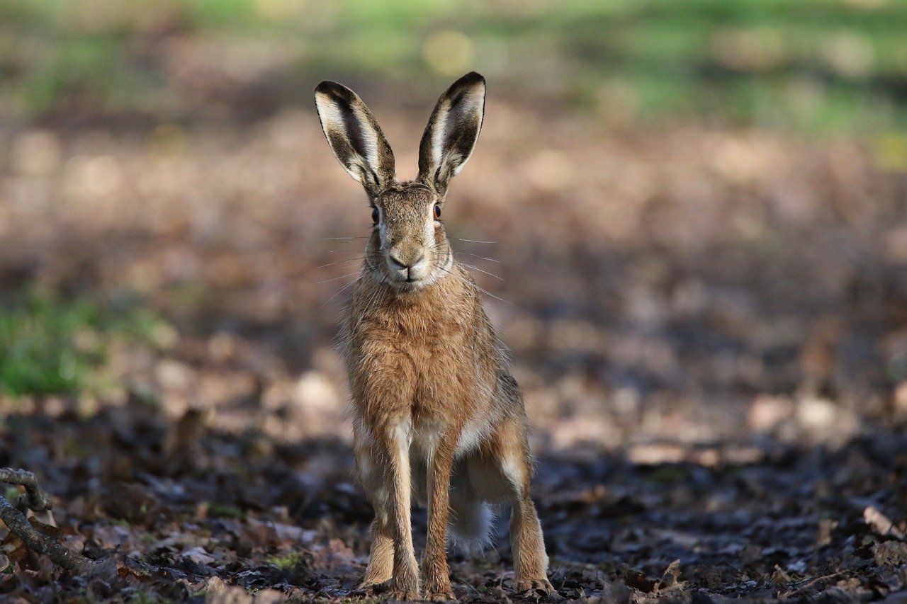 The Value of Biodiversity: Beyond Monetary Measures